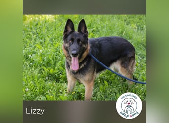 Lizzy sucht ein Zuhause