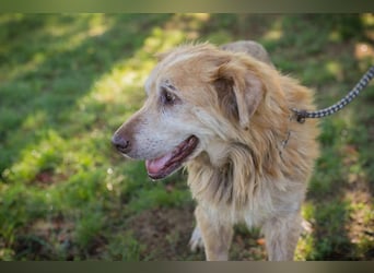 Chip 2140661 sucht ein zu Hause