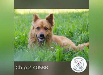 Chip 2140588 sucht ein Zuhause
