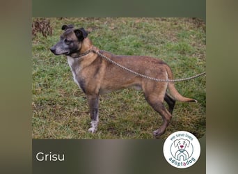 Grisu 253389 sucht ein zu Hause