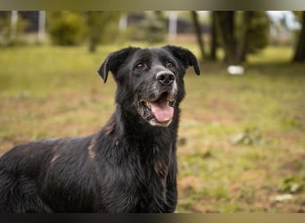 Hans 222287-116094 sucht ein zu Hause