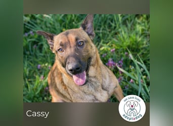 Cassy sucht ein Zuhause