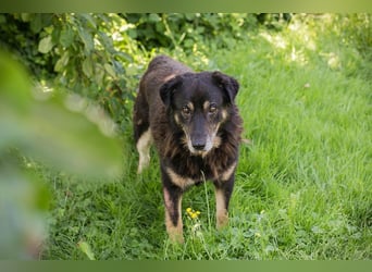 Elwood sucht ein Zuhause