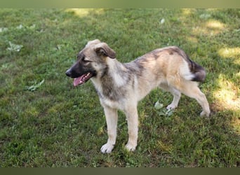 Akido – Sportskanone sucht Zuhause Akido – Sportskanone sucht Zuhause