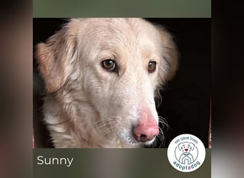 Sunny 2359187 sucht ein zu Hause