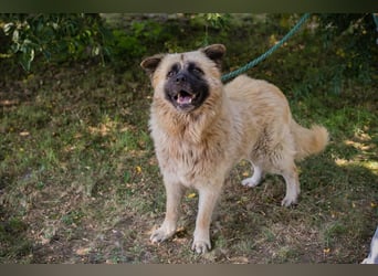 Teddy sucht ein Zuhause