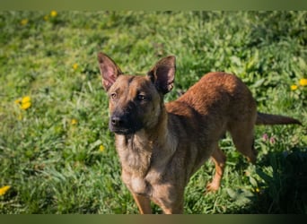 Cassy sucht ein Zuhause