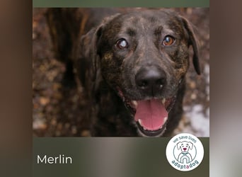 Merlin: Ein Herz voller Freundlichkeit