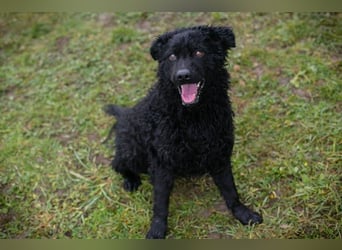 Cody: Neugieriger Wirbelwind