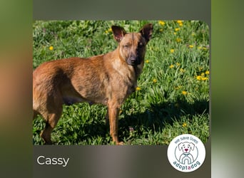 Cassy sucht ein Zuhause