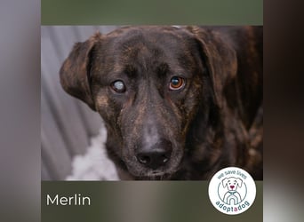 Merlin: Ein Herz voller Freundlichkeit