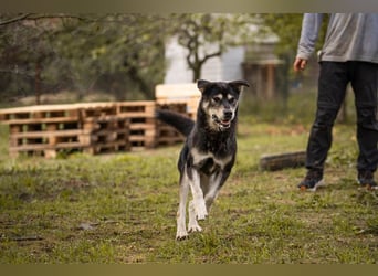 Matze 154018 sucht ein zu Hause