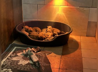 Cassy sucht ein Zuhause