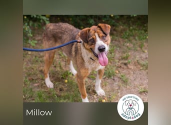 Millow sucht ein Zuhause