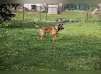 Jasper 271450 sucht ein Zuhause