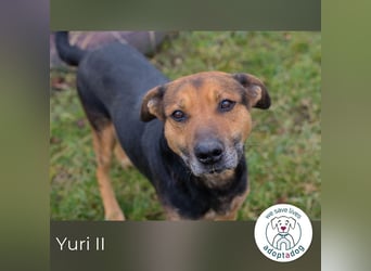 Yuri II 259319 sucht ein zu Hause