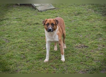 Basco: Kämpferherz sucht Liebe