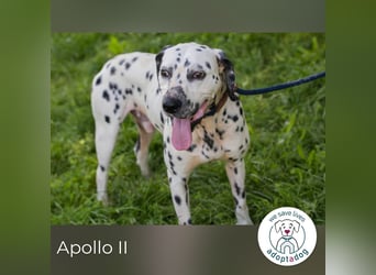 Apollo II sucht ein Zuhause