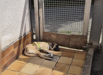 Skadi II sucht ein zu Hause