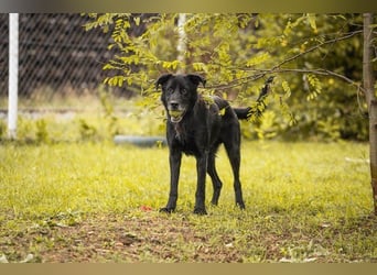 Hans 222287-116094 sucht ein zu Hause