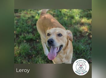 Leroy 152725 sucht ein zu Hause