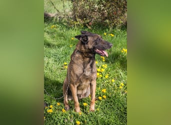 Olli: Liebenswertes Herz auf vier Pfoten