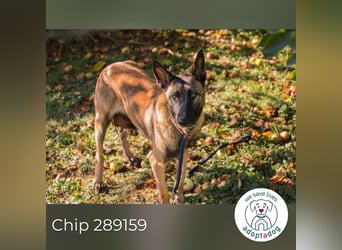Chip 289159 sucht ein zu Hause