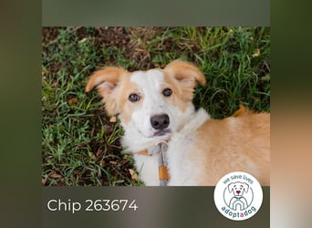 Chip 263674 sucht ein Zuhause