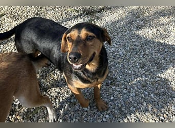 Chico – Sucht aktive Menschen!