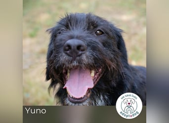 Yuno 219096 sucht ein zu Hause
