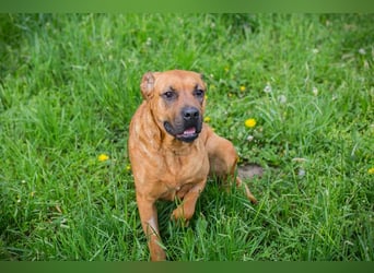 Fjella 240004 sucht ein zu Hause