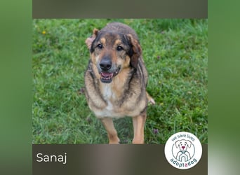 Sanaj: Alt, weise und voller Hoffnung