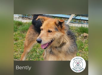 Bently: sucht Sicherheit