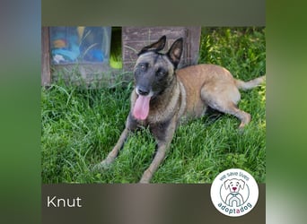 Knut sucht ein Zuhause