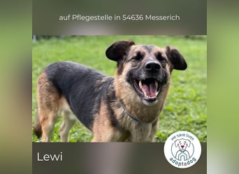 Lewi: stattlich, eleganter Rüde in Messerich (D) auf Pflegestelle
