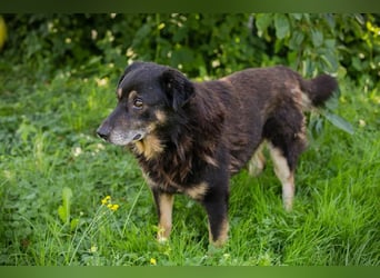 Elwood sucht ein Zuhause