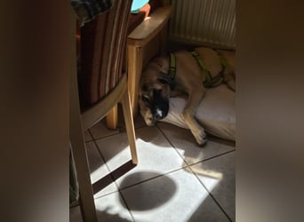 Skadi II sucht ein zu Hause