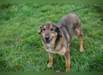 Sanaj 831820 sucht ein zu Hause