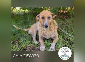 Chip 2158930 sucht ein zu Hause