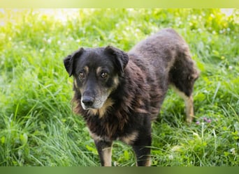 Elwood sucht ein Zuhause