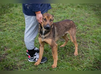 Buddy: Dein bester Freund