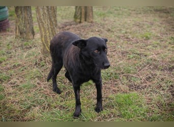 Sonja: Hundemama sucht Zuhause