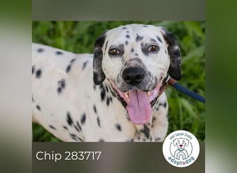 Chip 283717 sucht ein Zuhause