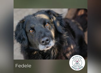 Fedele 271474 sucht ein zu Hause