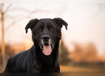 Hans 222287-116094 sucht ein zu Hause