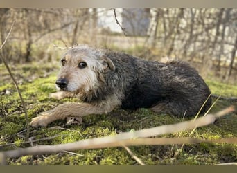 Hermann: Vorsichtiger Charmeur