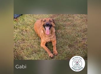 Gabi 205052 sucht ein zu Hause