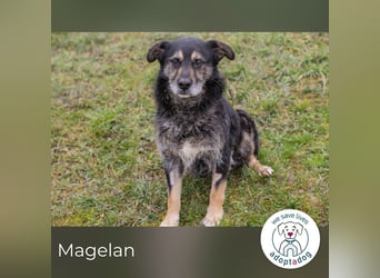 Magelan sucht ein neues Zuhause
