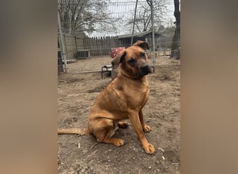 Fjella 240004 sucht ein zu Hause
