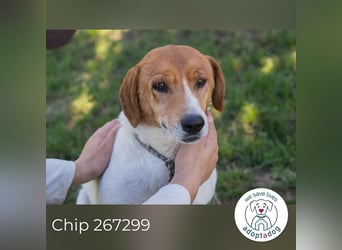 Chip 267299 sucht ein Zuhause
